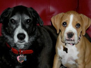 doggies on the couch