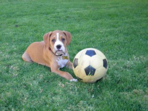 Rocco Soccer ball