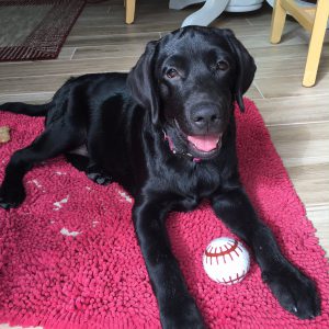 Elsie English Lab puppy