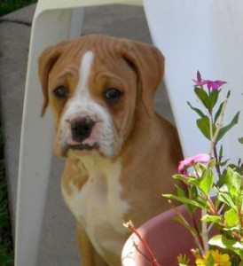 rocco cute boxer puppy