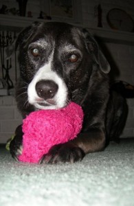 sweet lab chloe