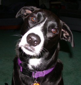 Chloe adorable lab mix puppy