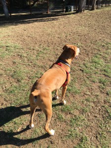 Rocco at the park! One of his favorite spots. 