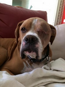 Rocc's eye area is looking better each day!