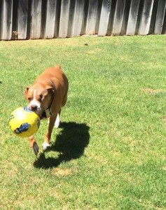 Rocco got a new ball