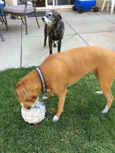 Rocco wants to play soccer! I think he needs a new ball.