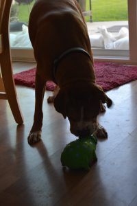 Odd behavior - He will look at his toys, and I can tell he wants to play with them, but is afraid it will hurt - so he wont!