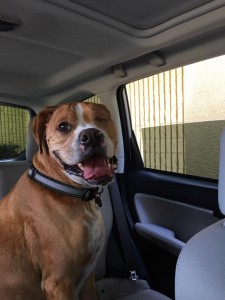Rocco went with us through the drive through. He loves the car!