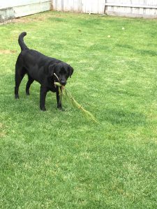 Elsie the silly lab - tree trimming