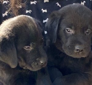 we met our new puppy. cute 6 week-old black lab puppies