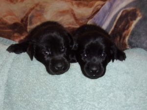 3 week old black lab puppies