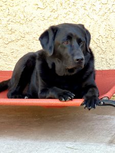 Gorgeous black lab