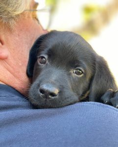 English Lab Puppy