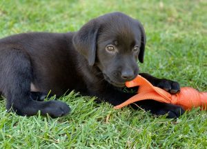 cute black lab puppy