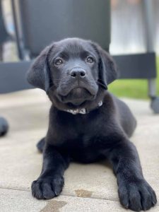 potty training Henry