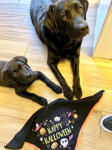 black labs halloween