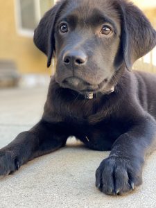 3rd week with our black lab puppy