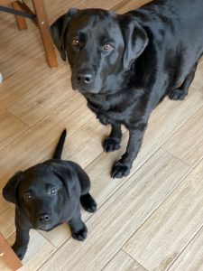 cute black labs