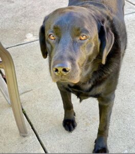 Elsie No Goopy Eyes