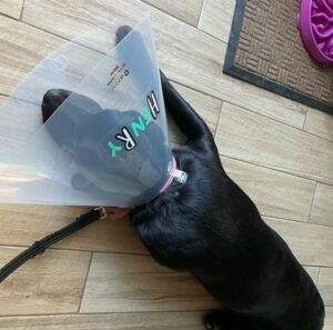 cone of shame