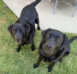 black labradors