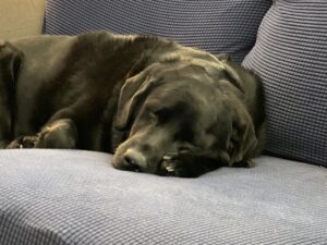 lab tummy ache