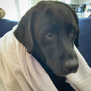 Labrador Elsie has pancreatitis. no more pancreatitis symptoms