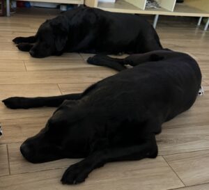 doggies